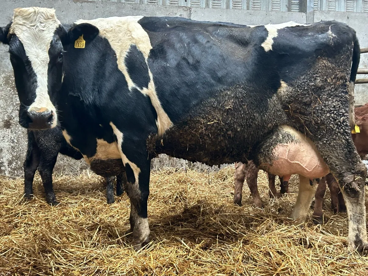 Friesan foster cow - Image 1