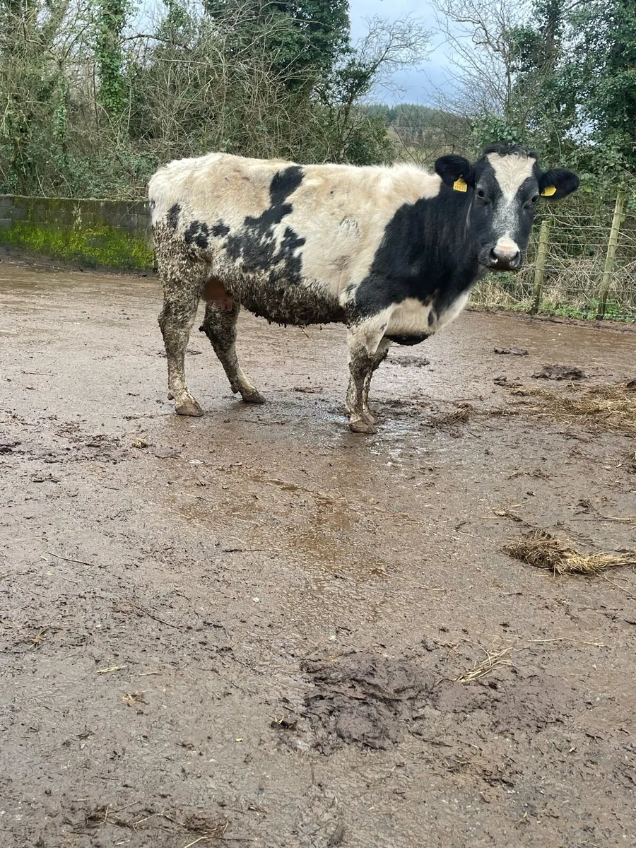 Blue Incalf cow Incalf to ai limousine very quiet - Image 3