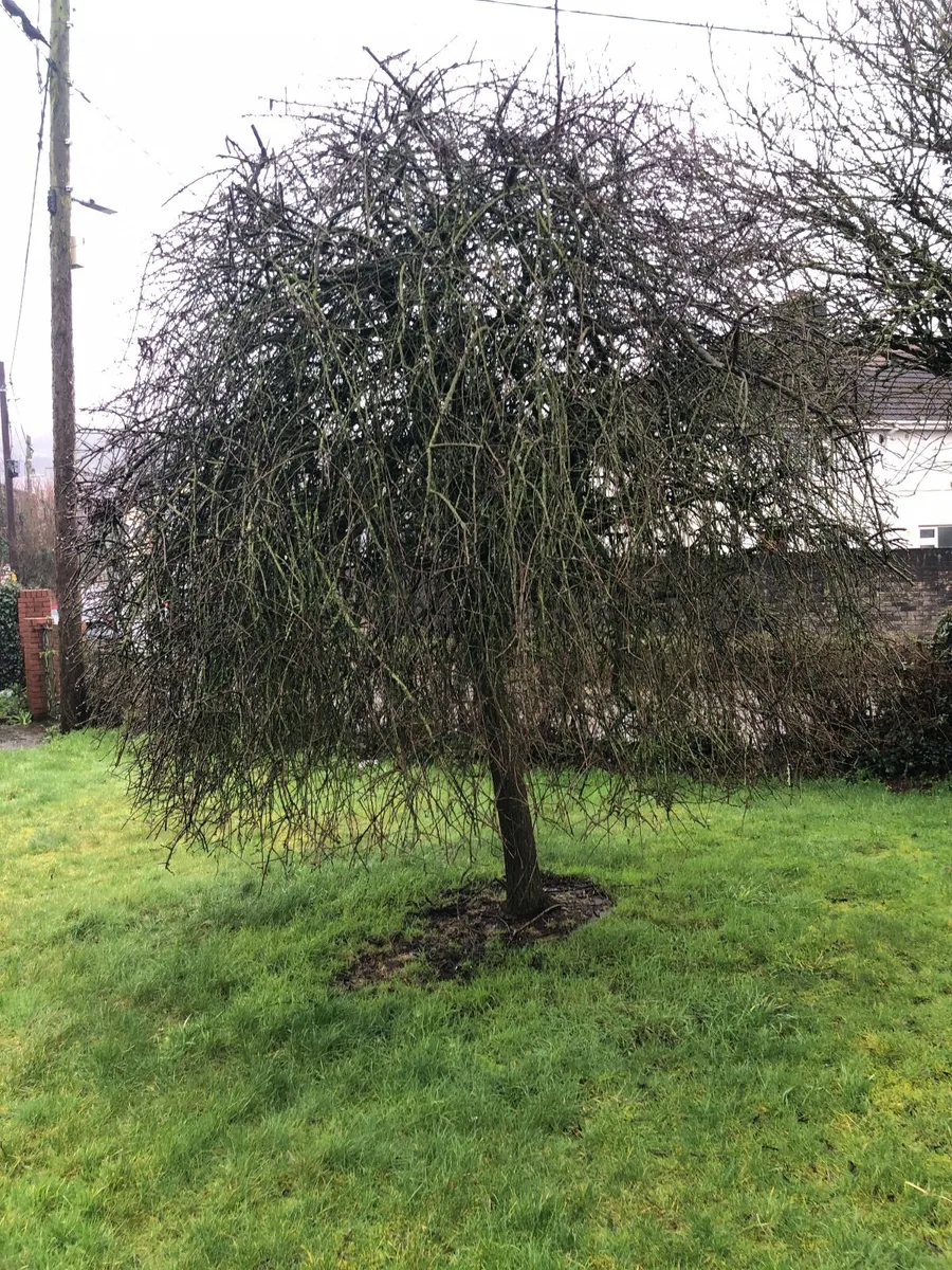 Olive Tree - Image 1