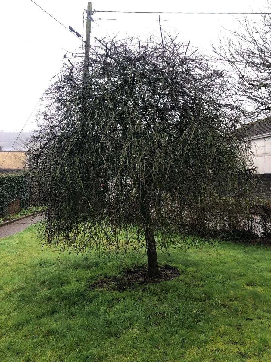 Olive Tree - Image 2