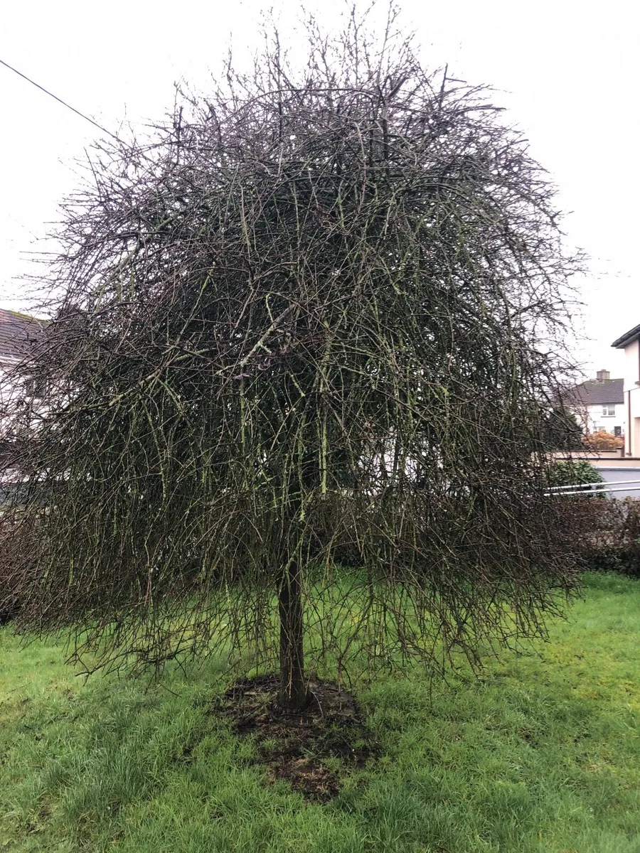 Olive Tree - Image 3