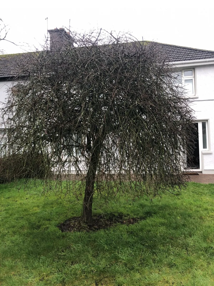 Olive Tree - Image 4