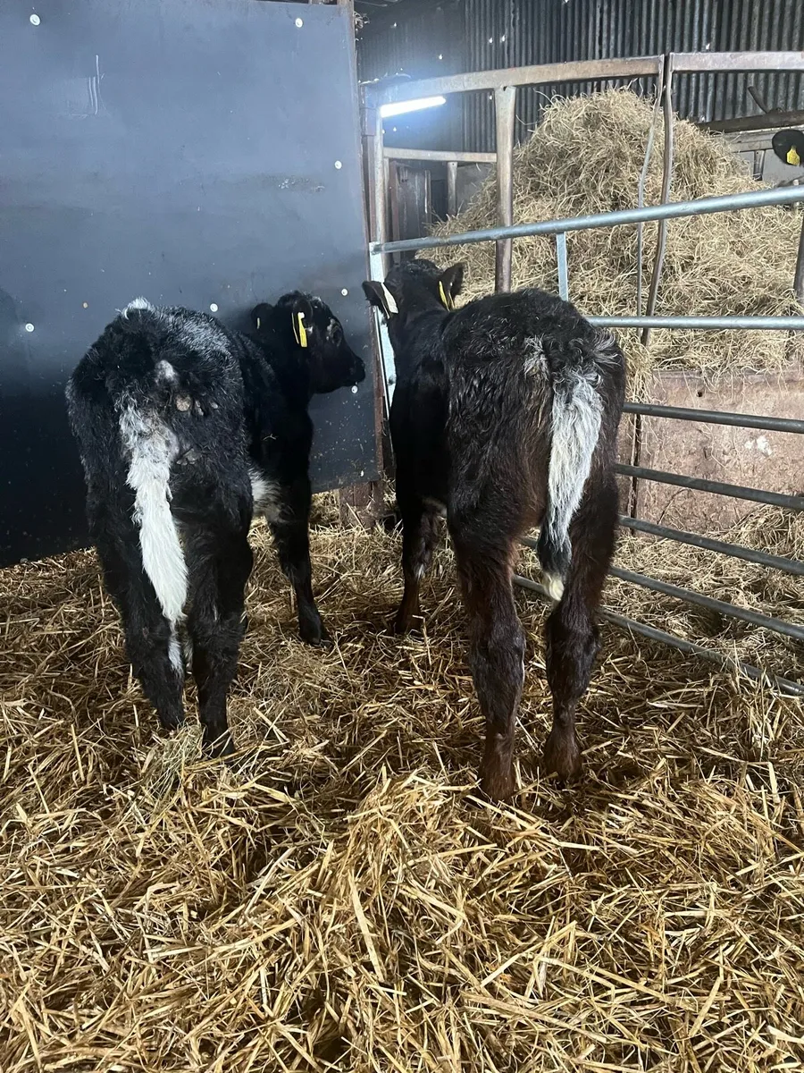 4 shorthorn heifer calves - Image 3