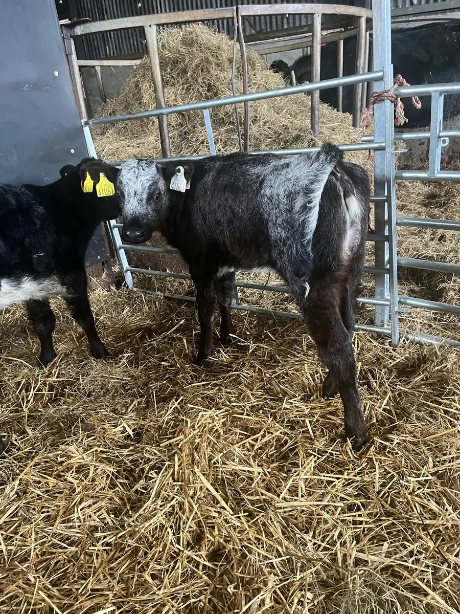 4 shorthorn heifer calves - Image 1