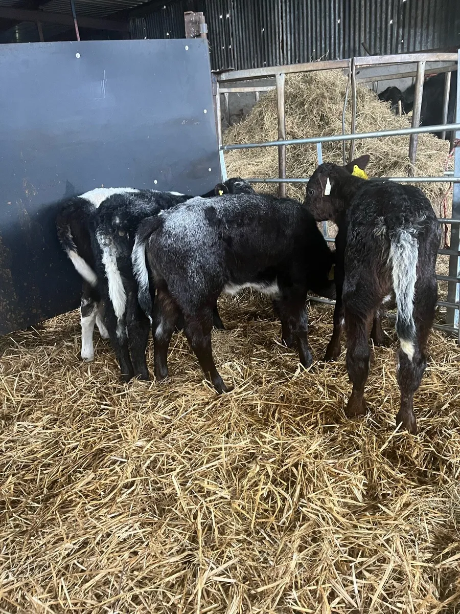 4 shorthorn heifer calves - Image 2