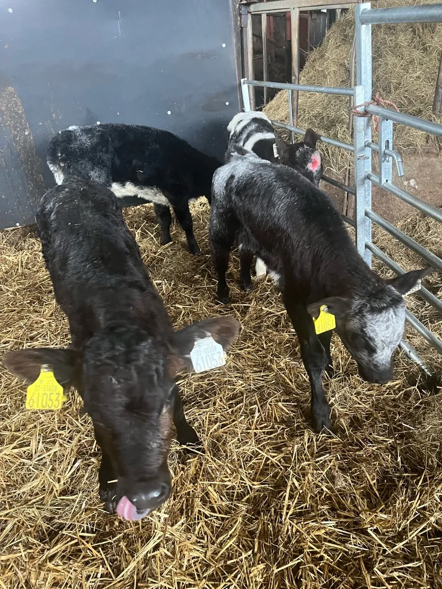 4 shorthorn heifer calves - Image 4