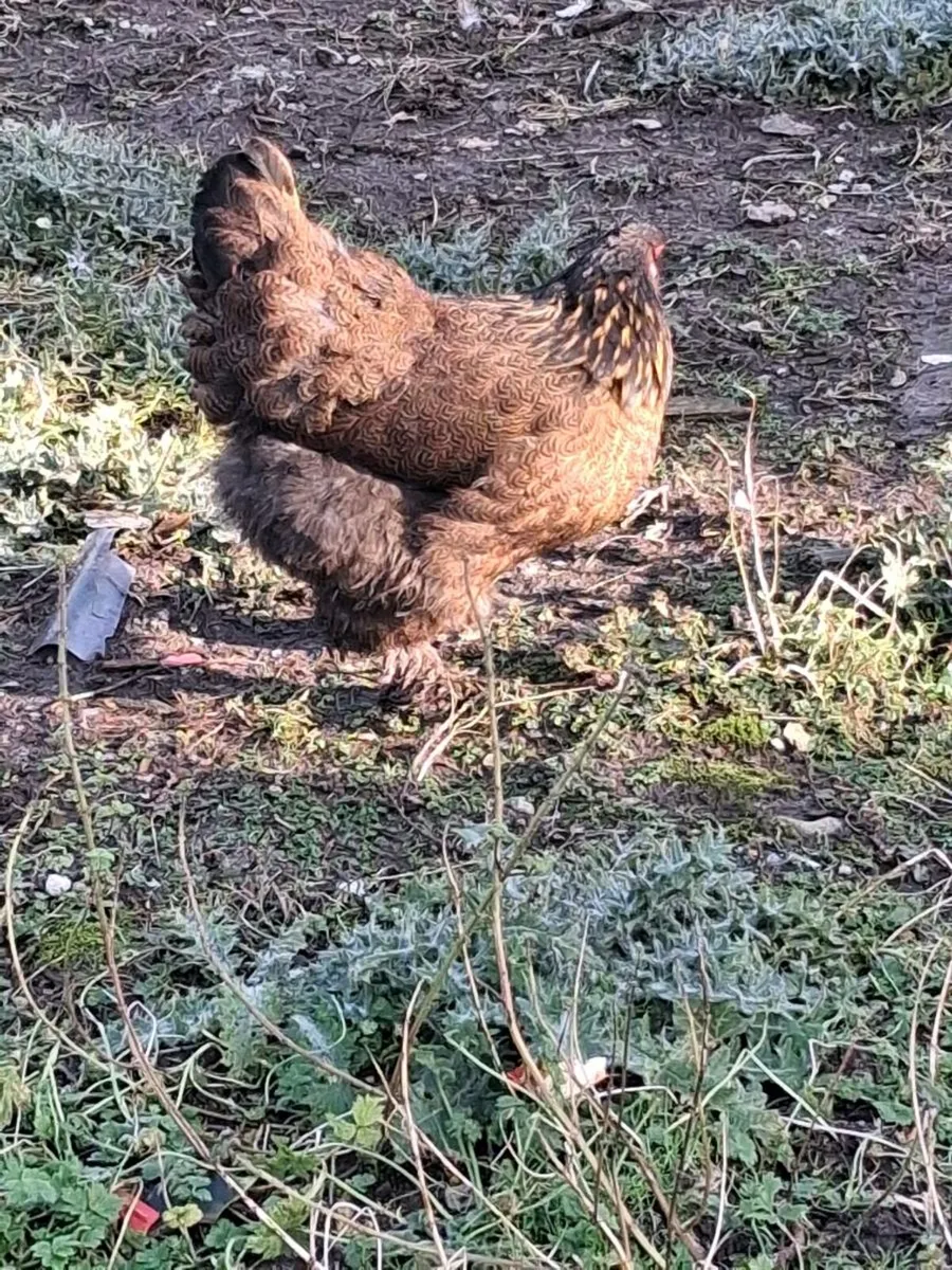 Brahma .Carlisle pullets - Image 1