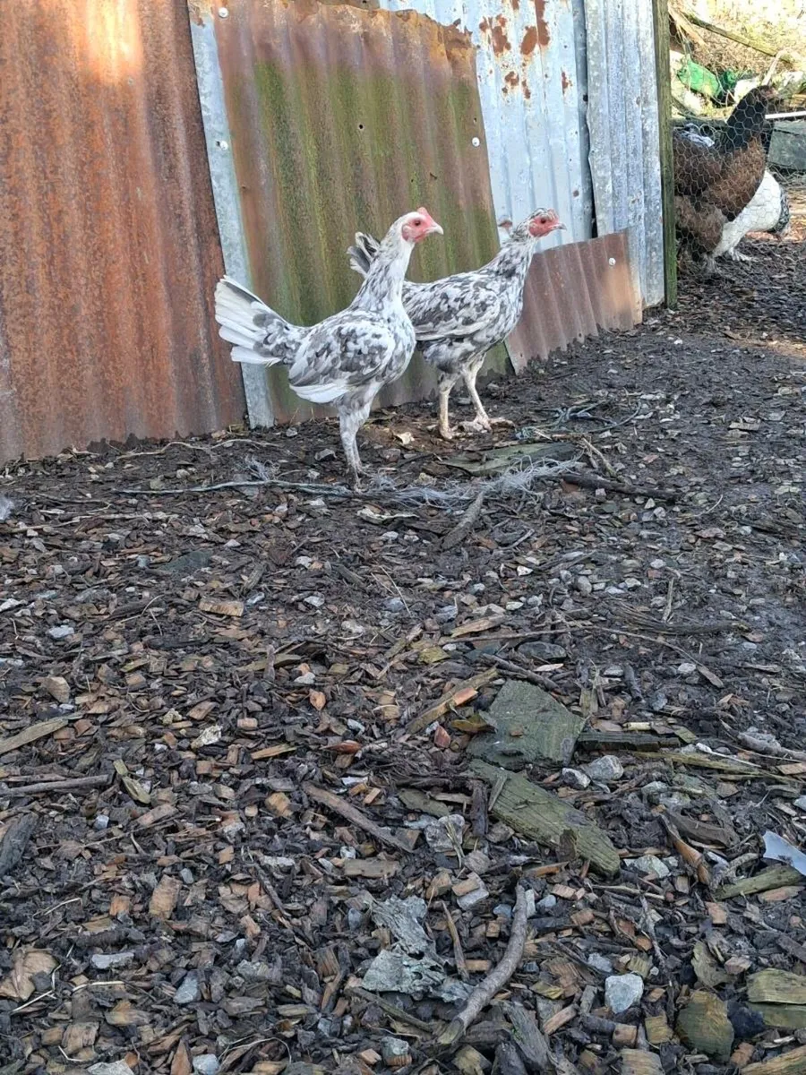 Brahma .Carlisle pullets - Image 3
