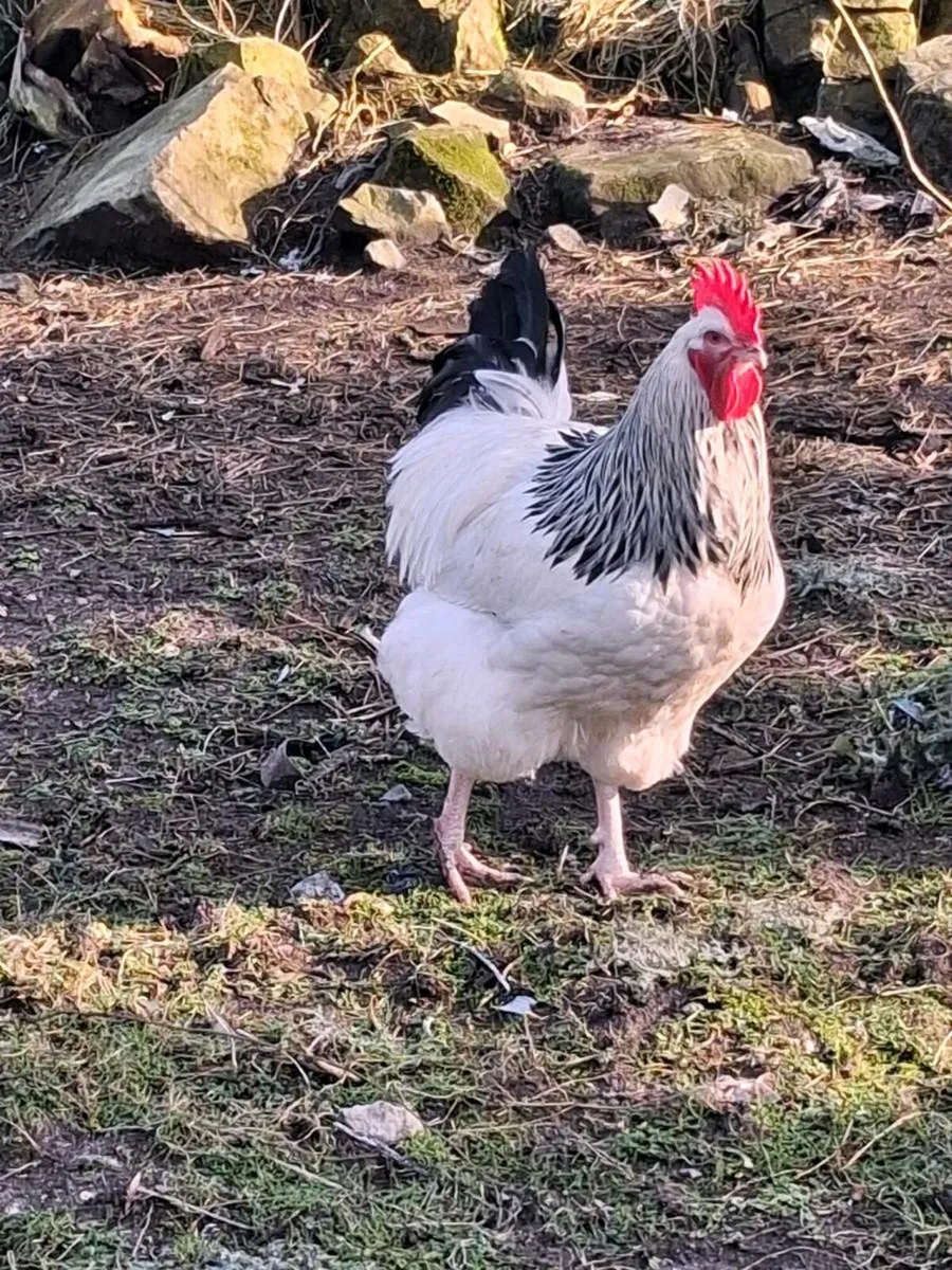 Brahma .Carlisle pullets - Image 2