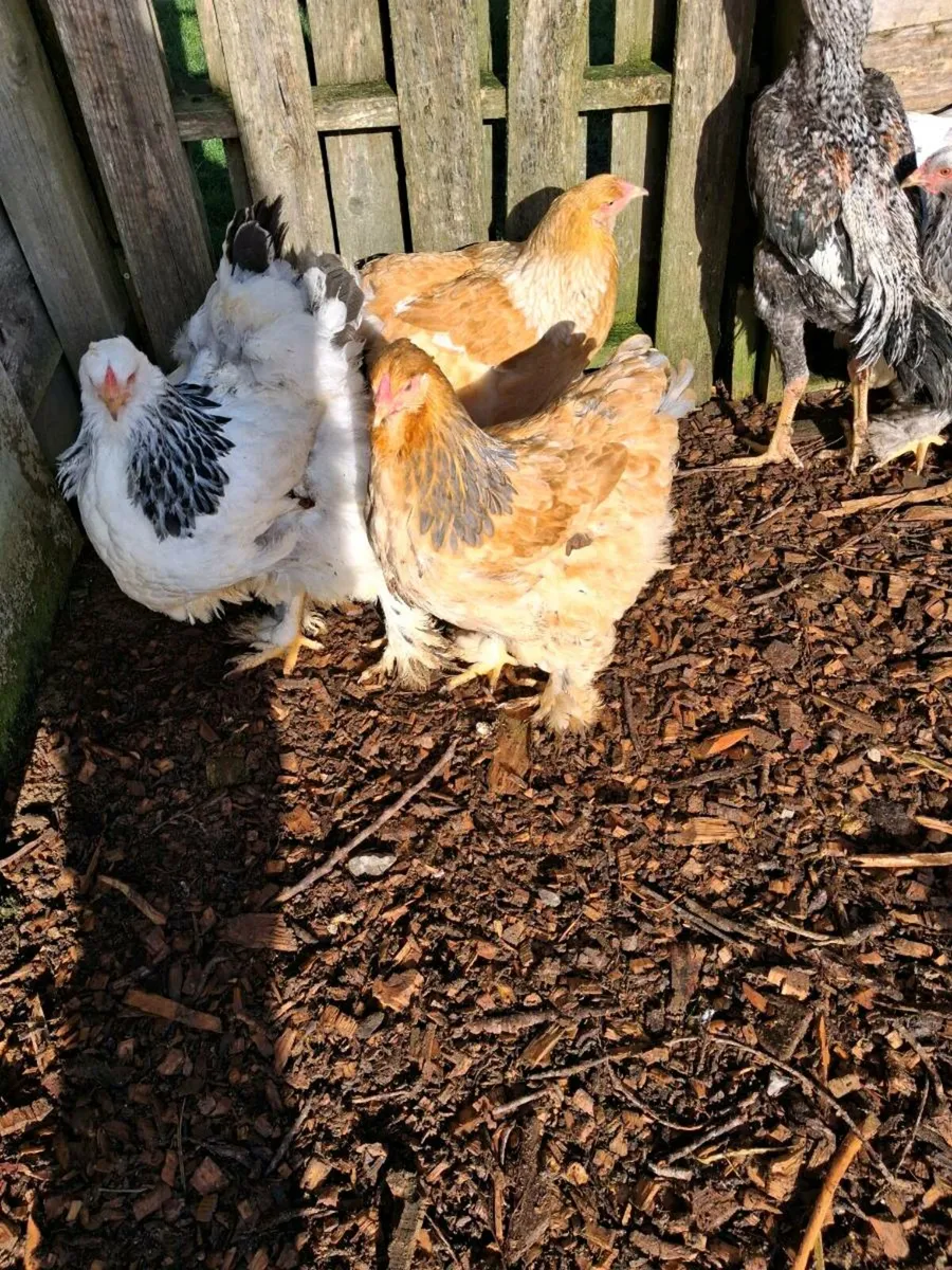 Brahma .Carlisle pullets - Image 4