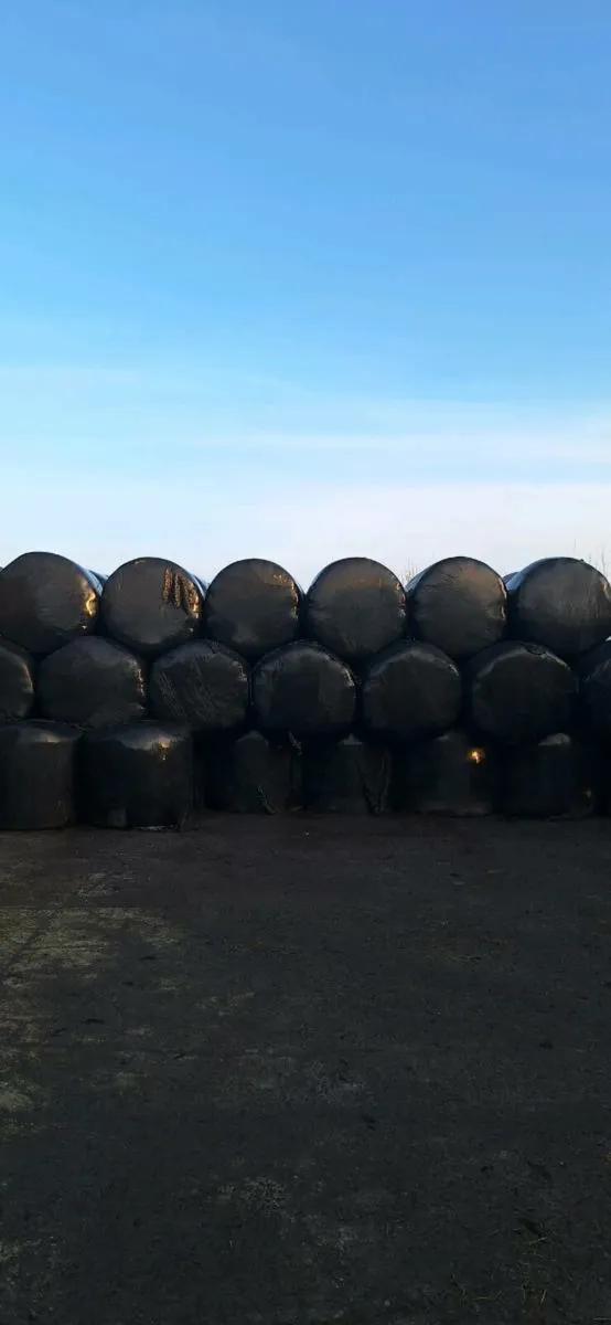 Round bales of silage