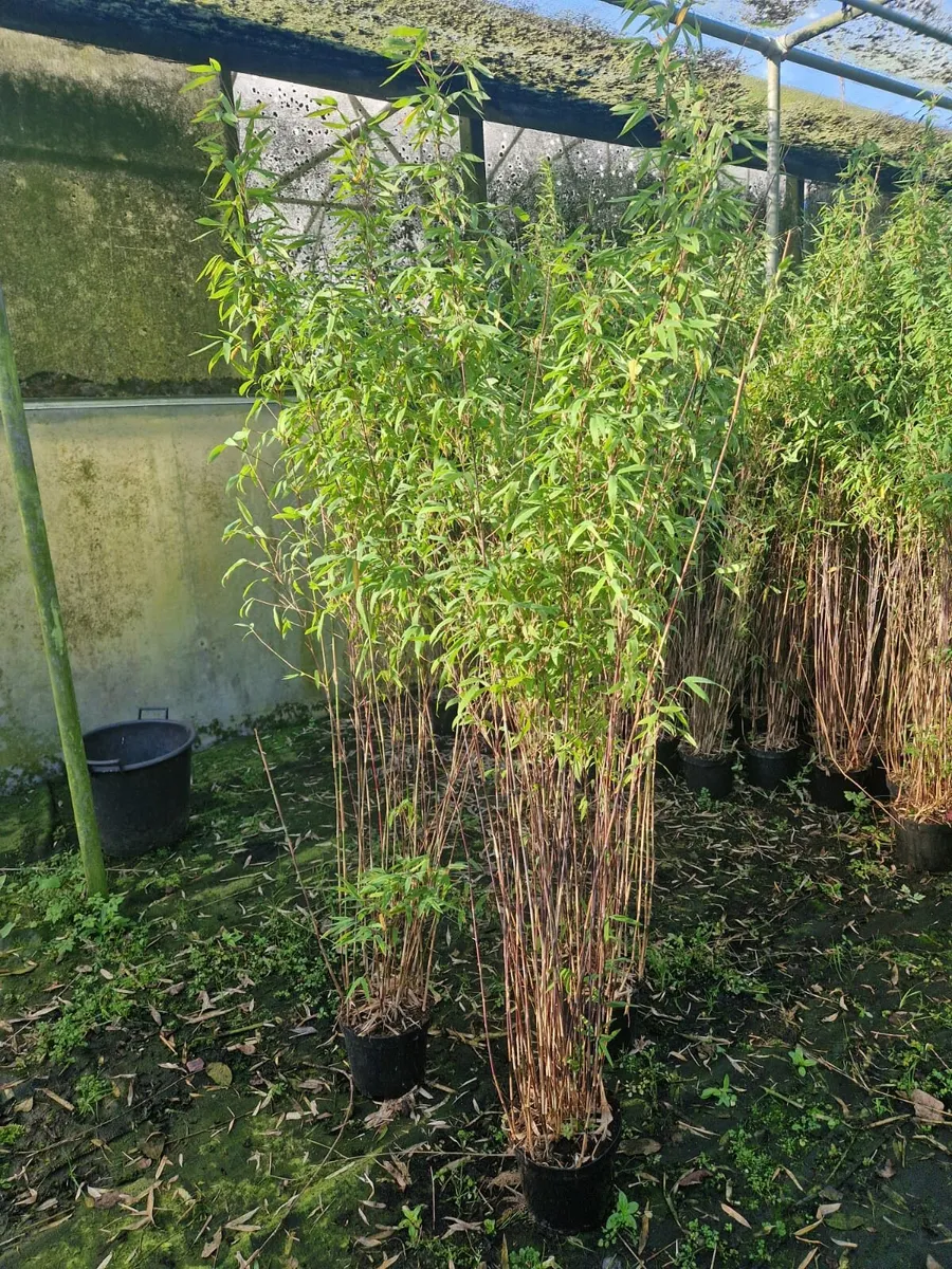 Bamboo plants.  Delivery available - Image 2