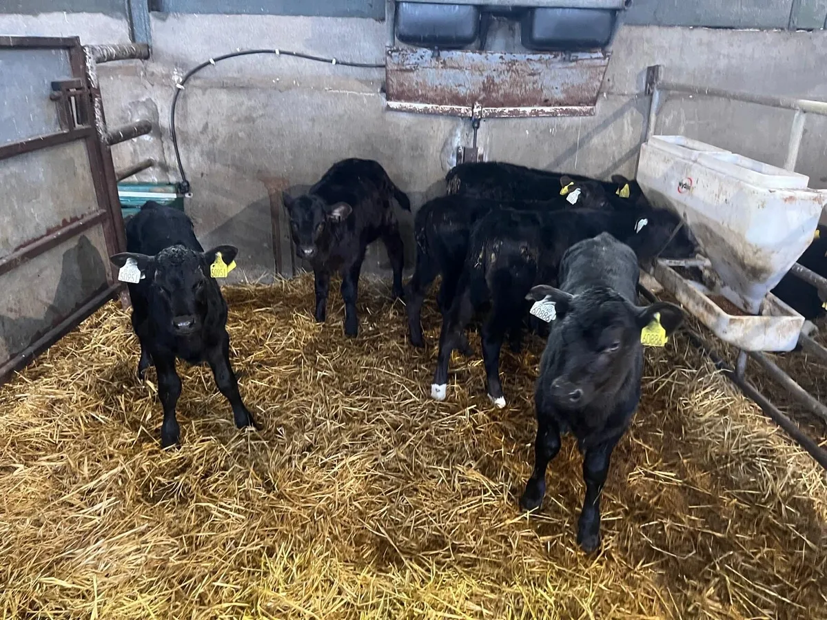 7 super strong Angus heifer calf’s - Image 1
