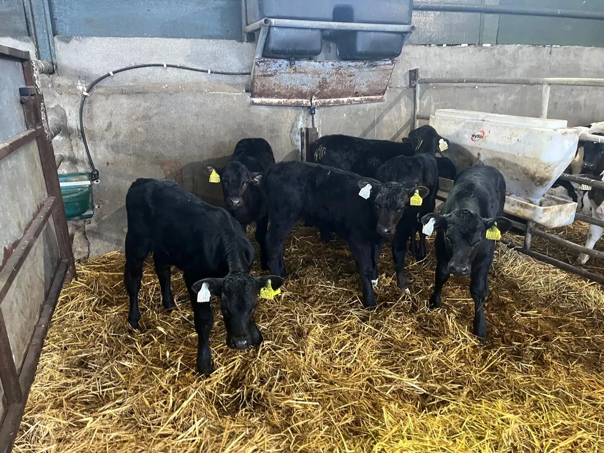 7 super strong Angus heifer calf’s - Image 2