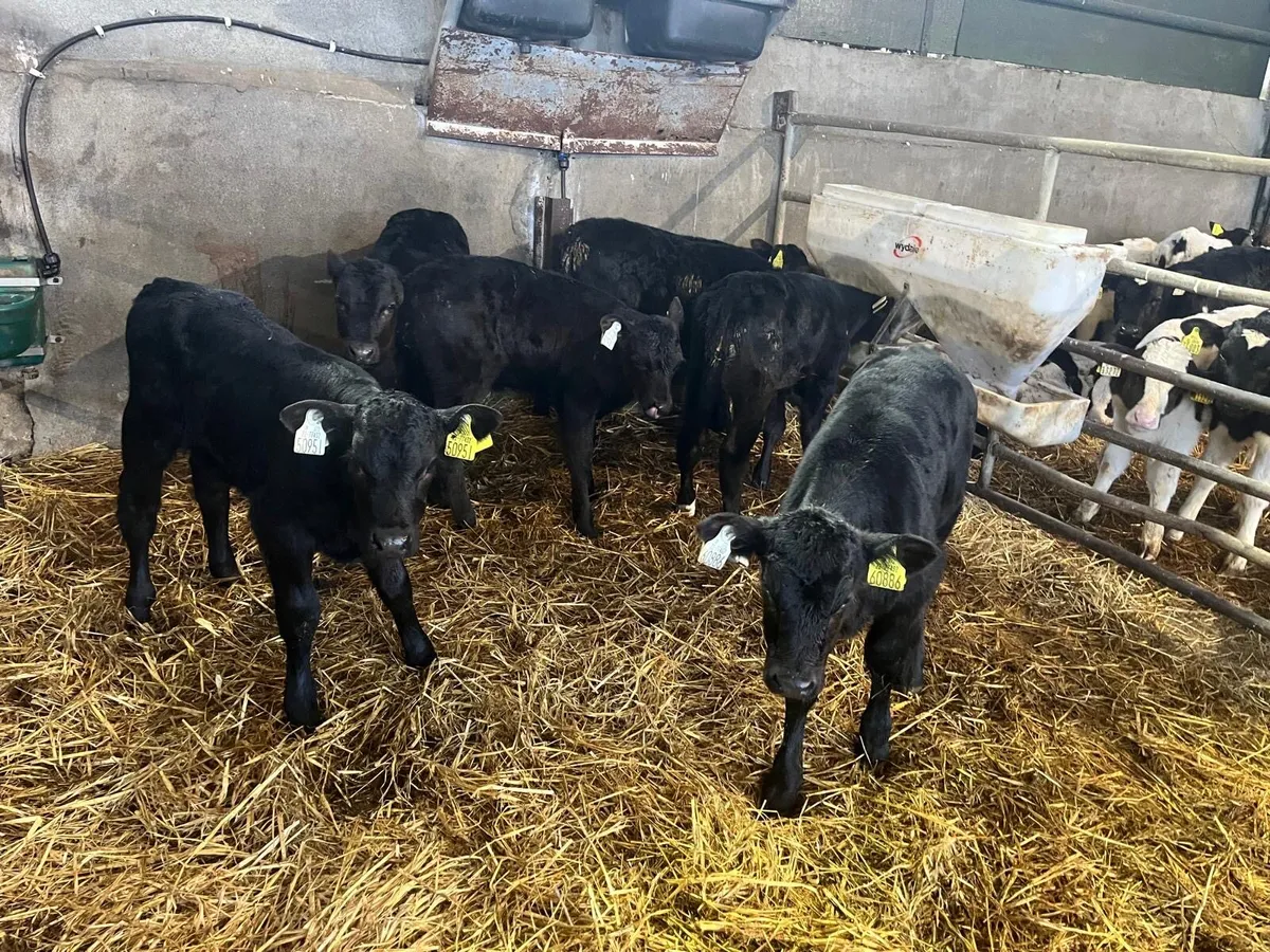 7 super strong Angus heifer calf’s - Image 3