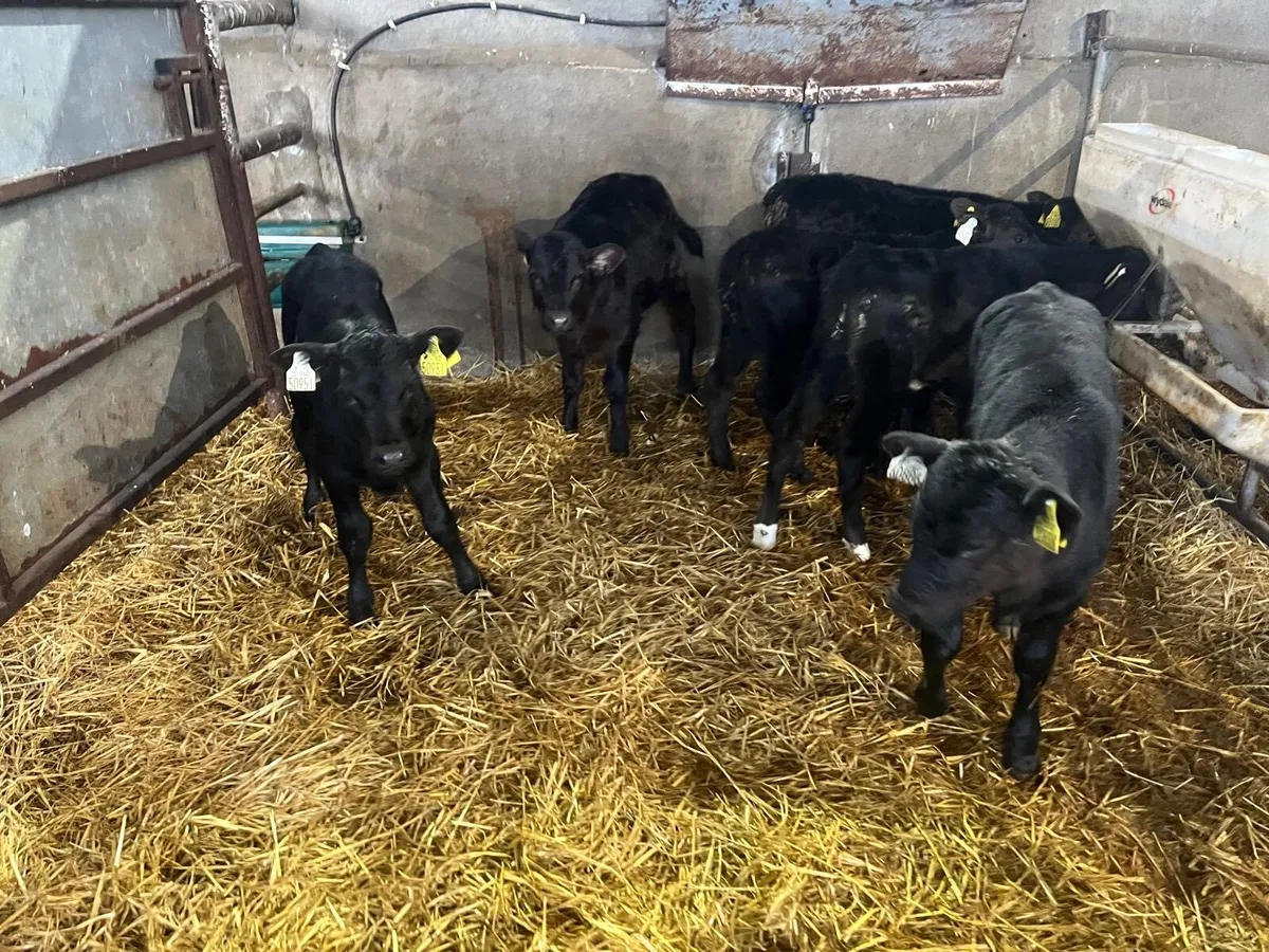 7 super strong Angus heifer calf’s - Image 4