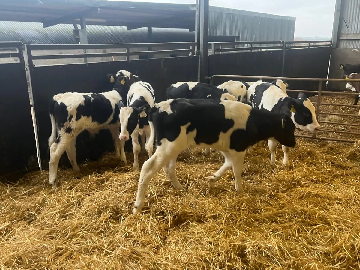 6 super reared British Frisian bulls - Image 2