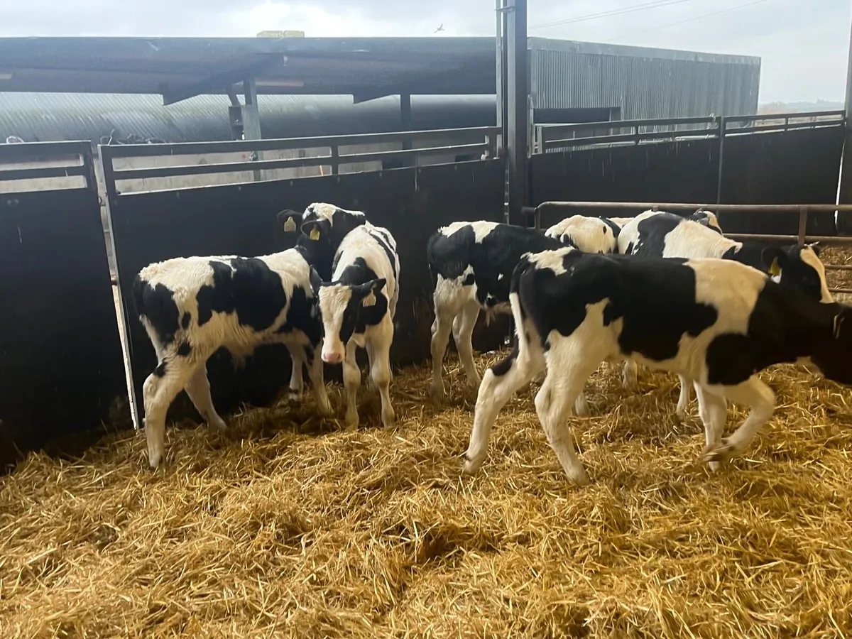 6 super reared British Frisian bulls - Image 4