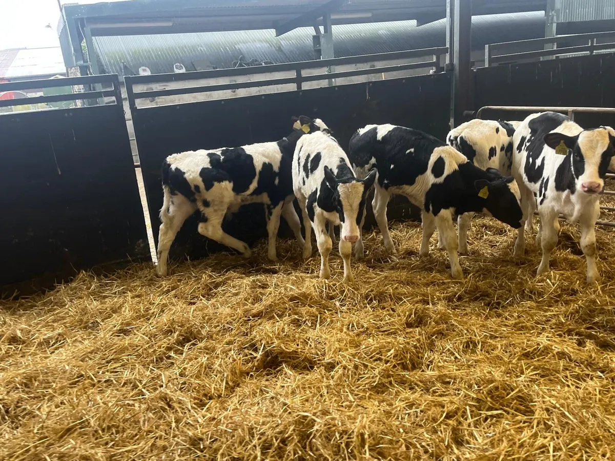 6 super reared British Frisian bulls - Image 1