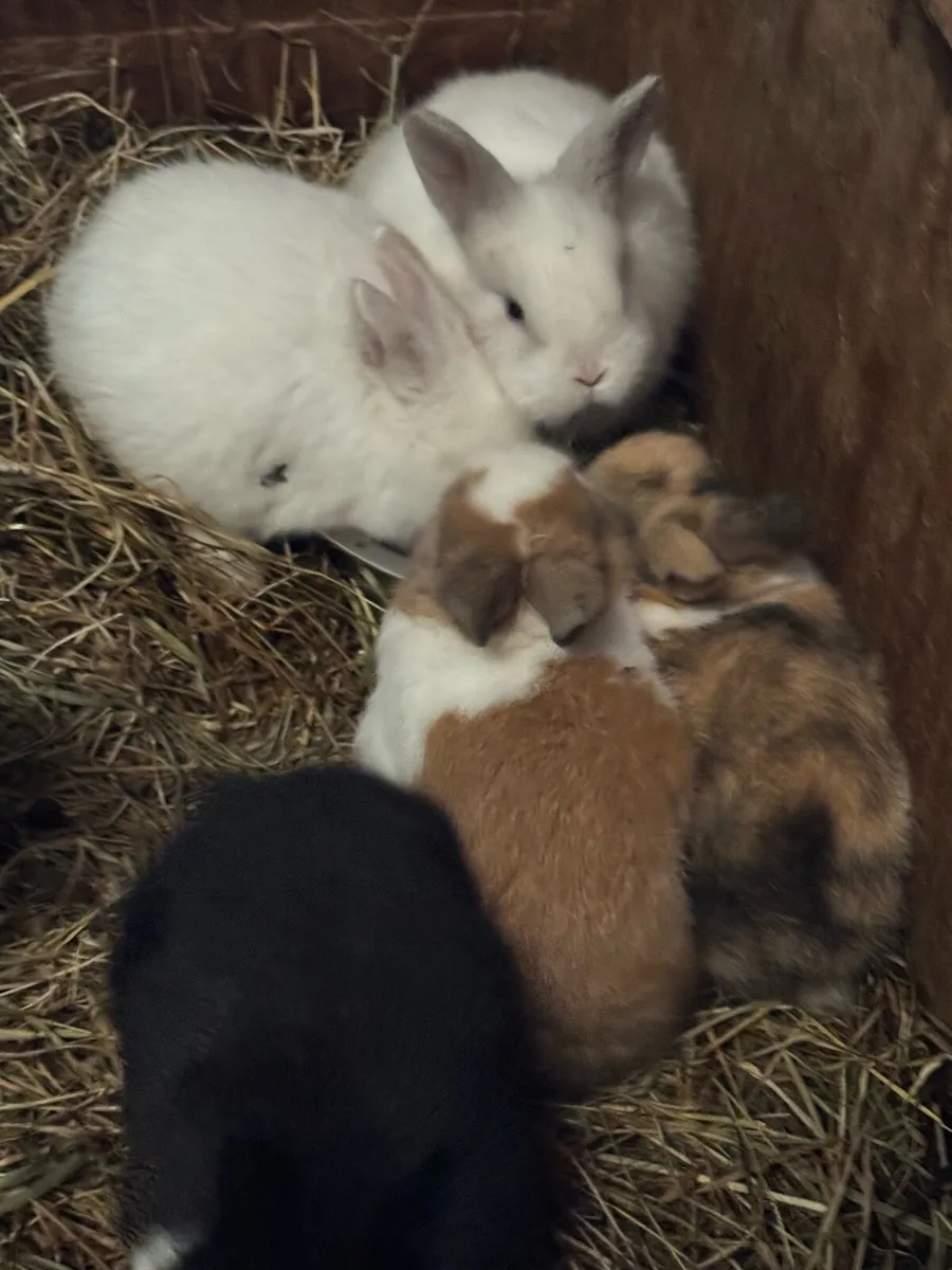 Rabbits - Image 1