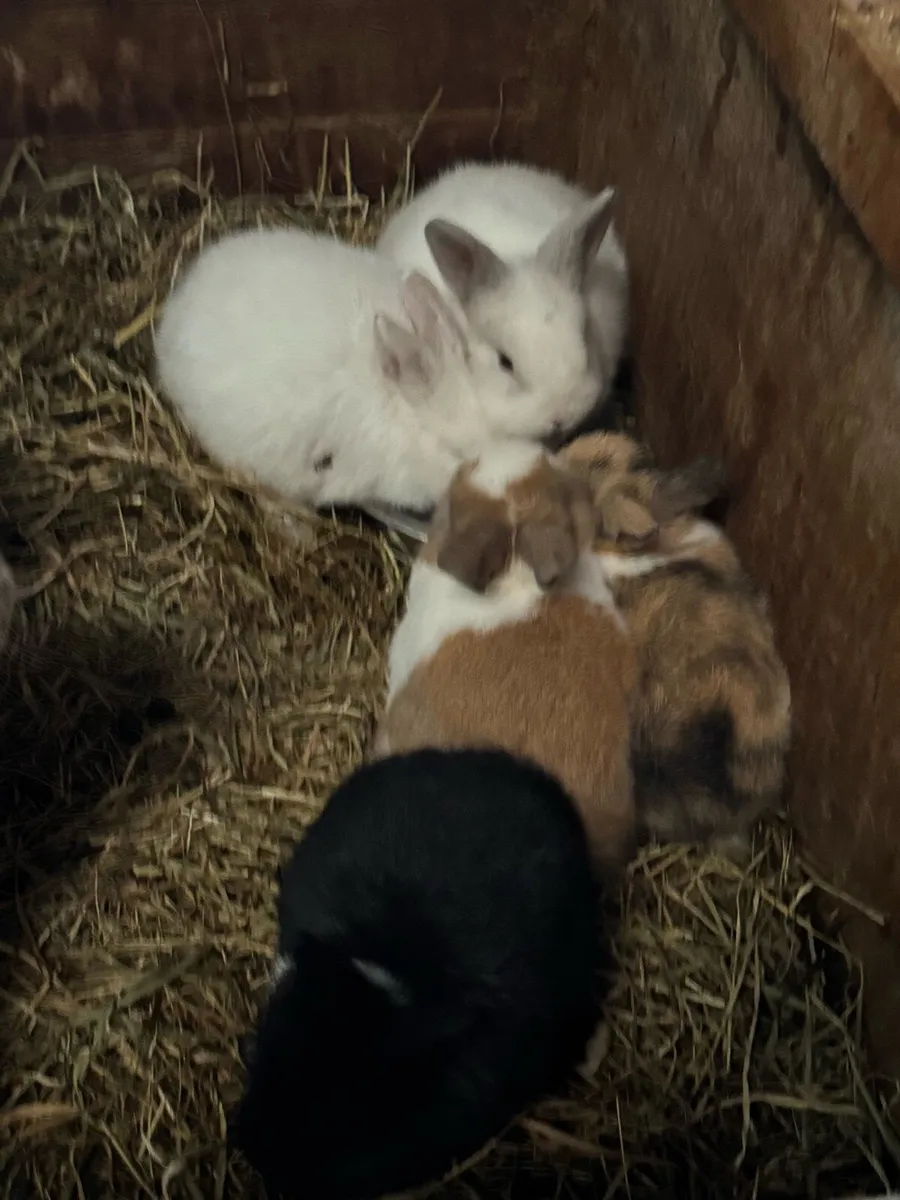 Rabbits - Image 2