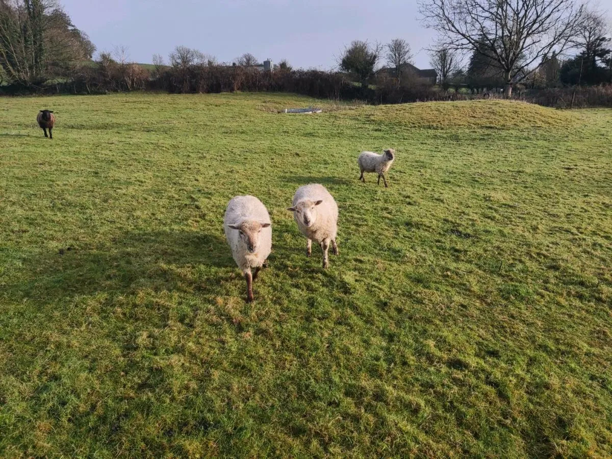 Pet sheep, Soay X Vendeen - Image 2