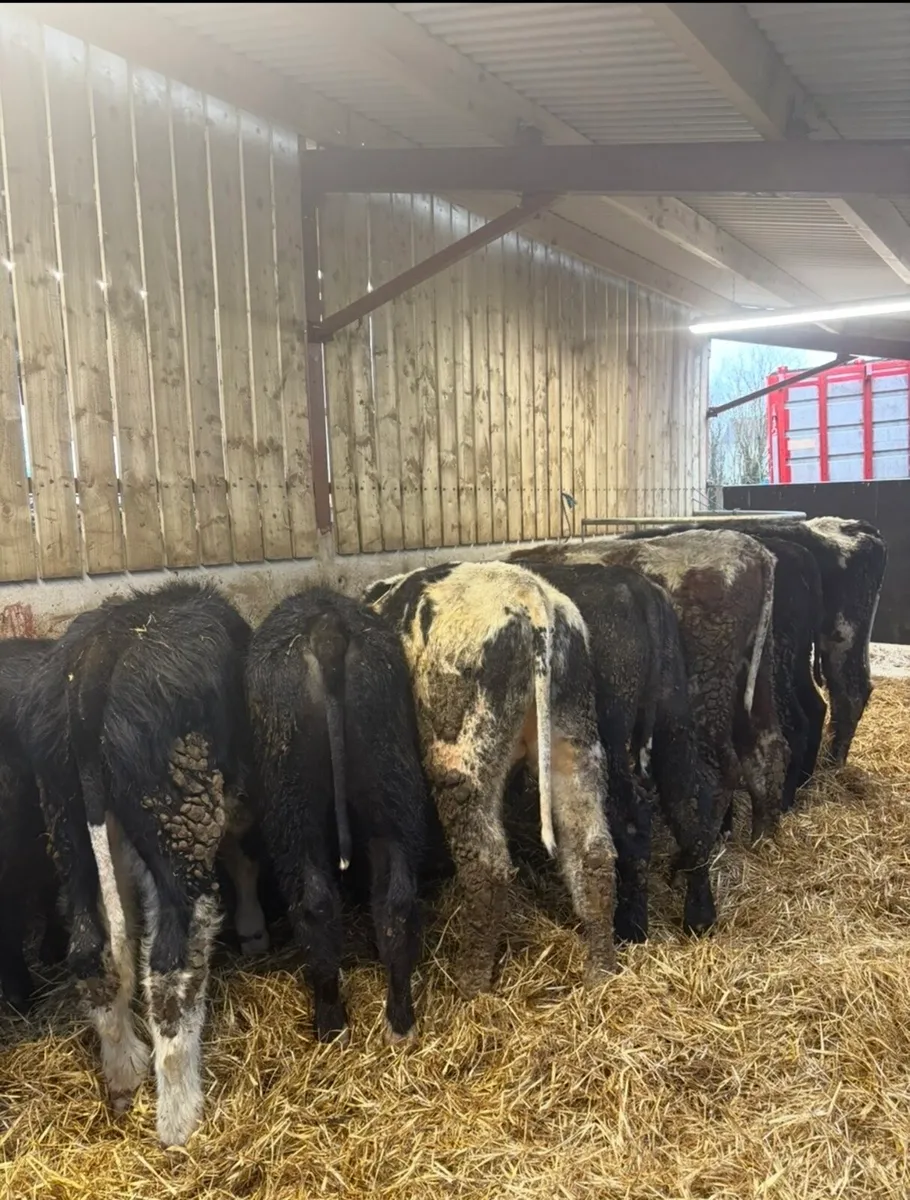 11 super Weanling bulls for sale - Image 1