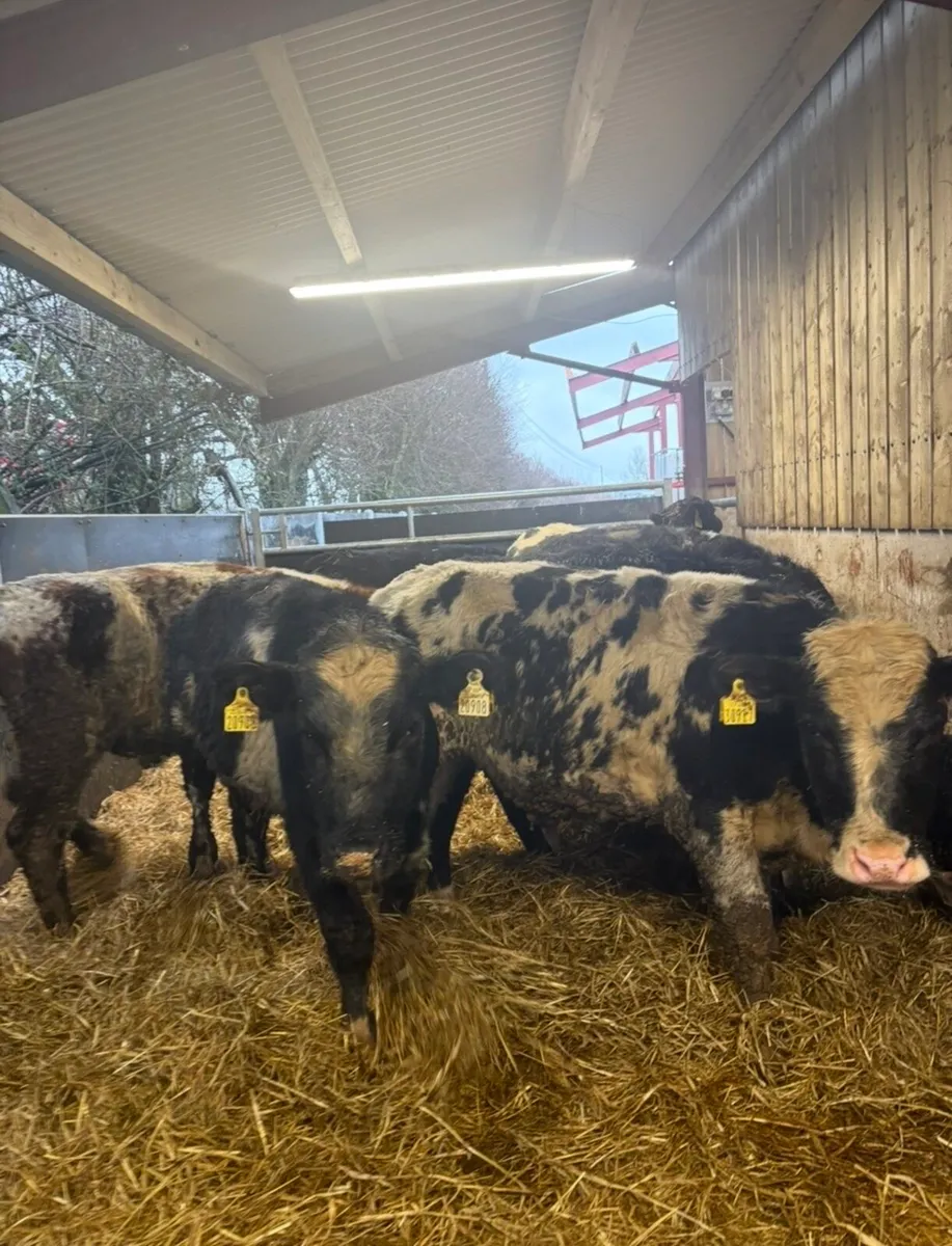 11 super Weanling bulls for sale - Image 2