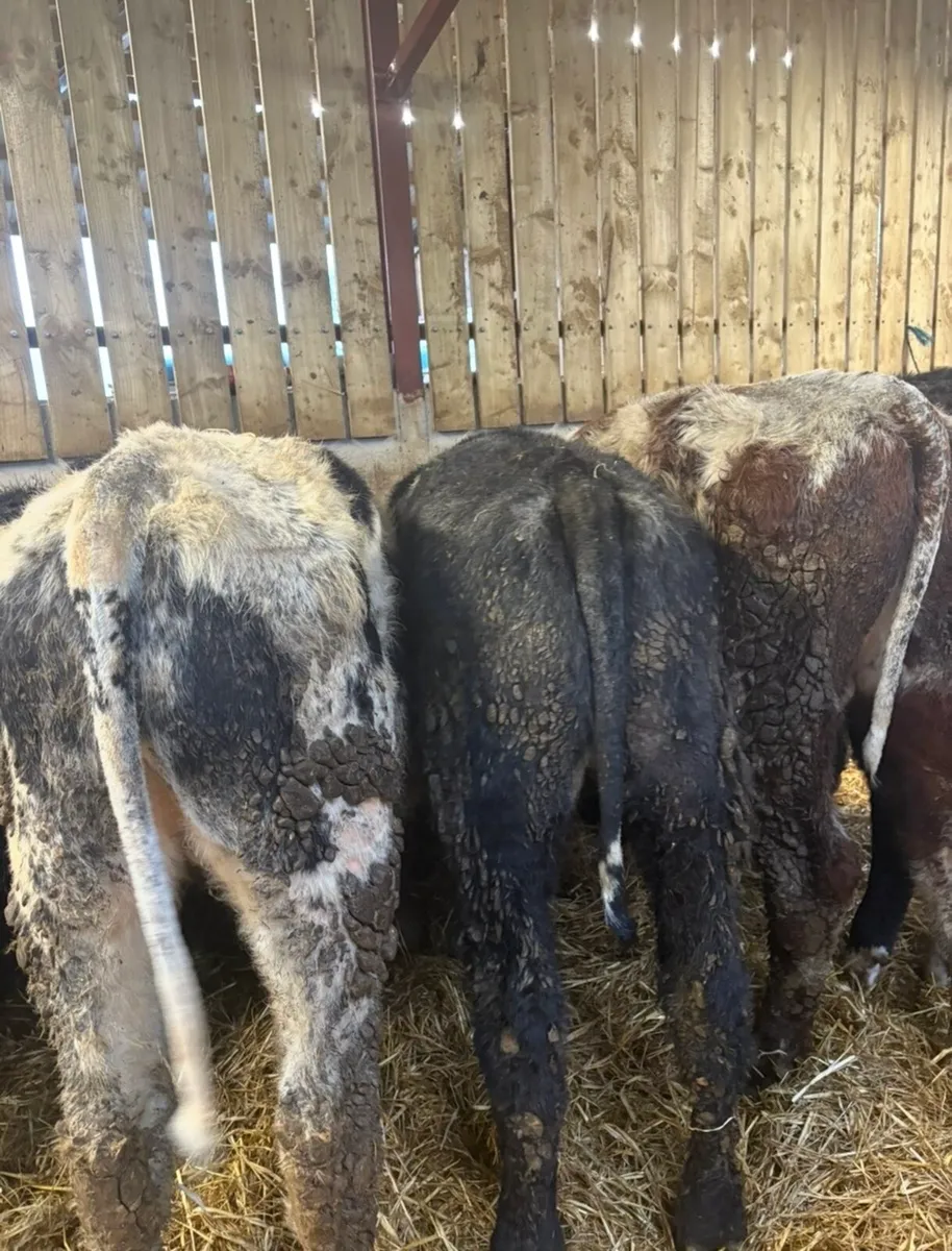 11 super Weanling bulls for sale - Image 4