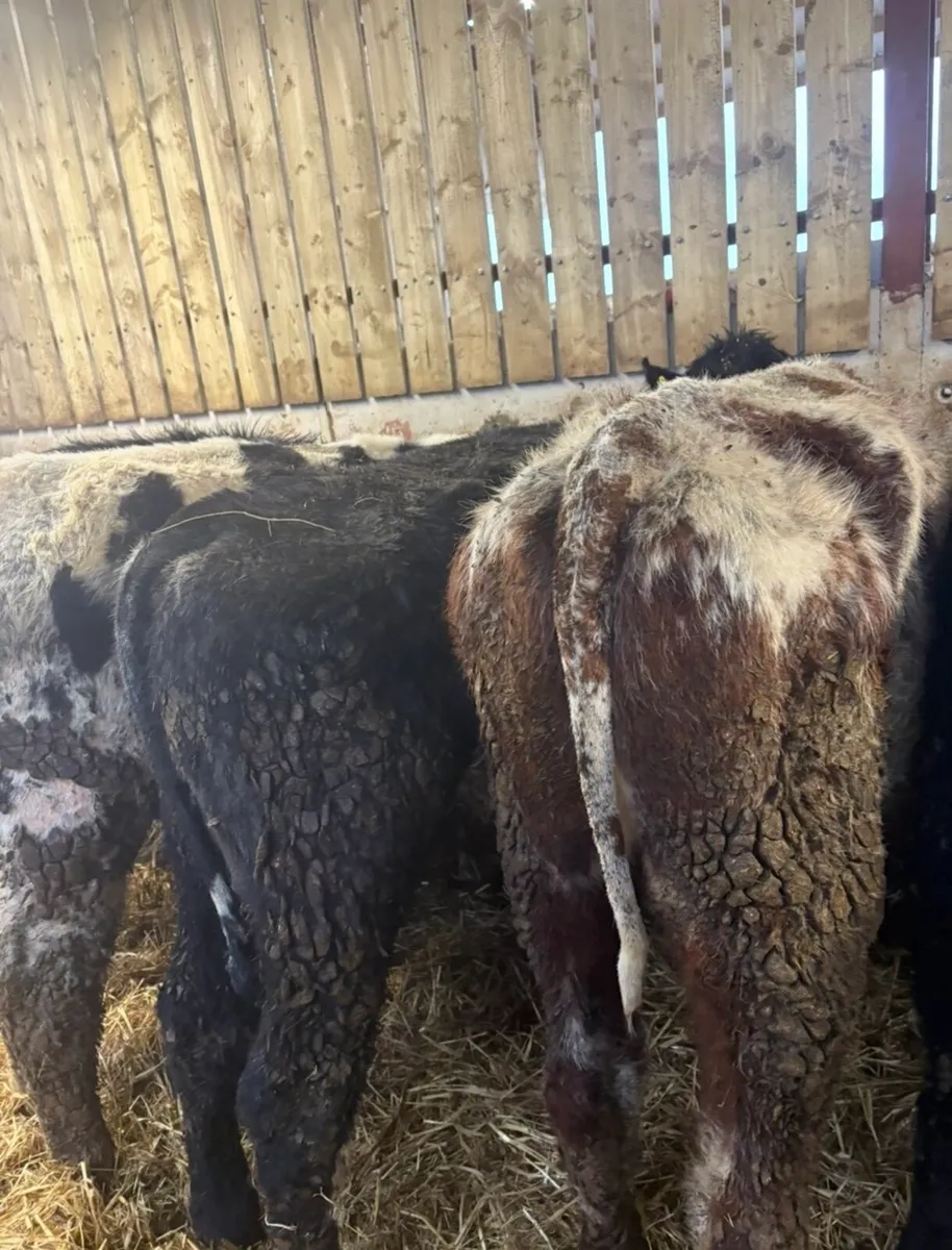 11 super Weanling bulls for sale - Image 3