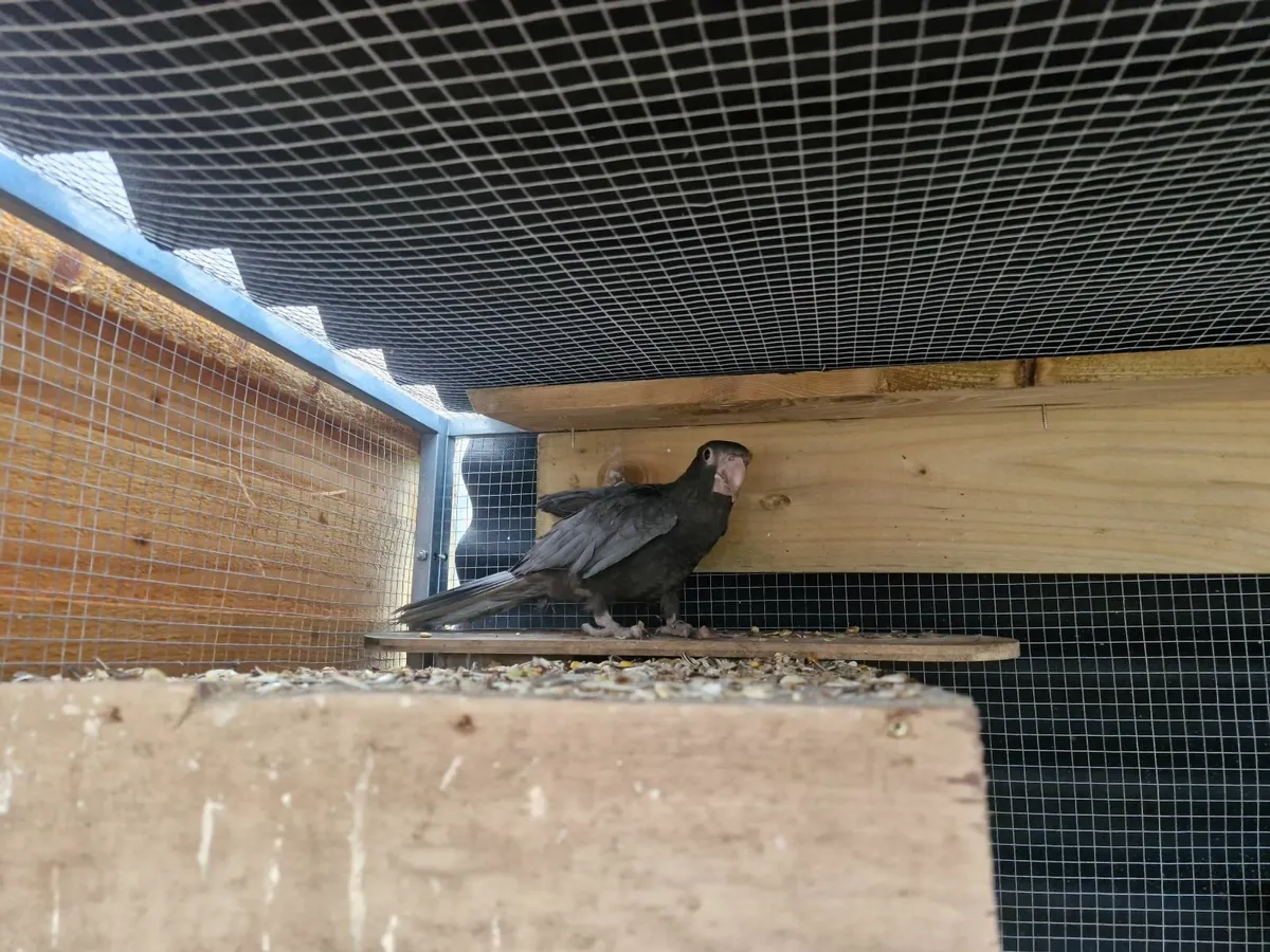 Vasa parrots - Image 1