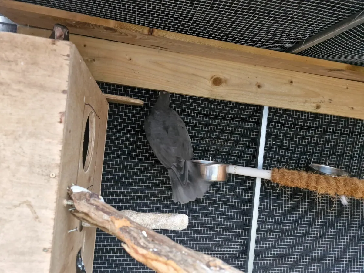 Vasa parrots - Image 2