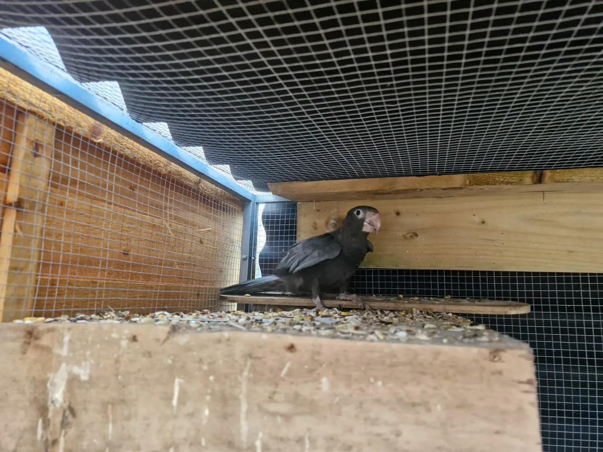 Vasa parrots - Image 3