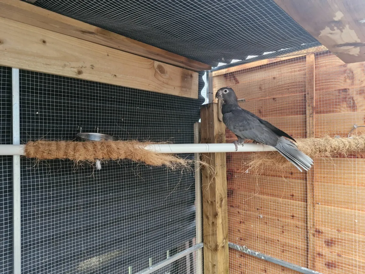 Vasa parrots - Image 4