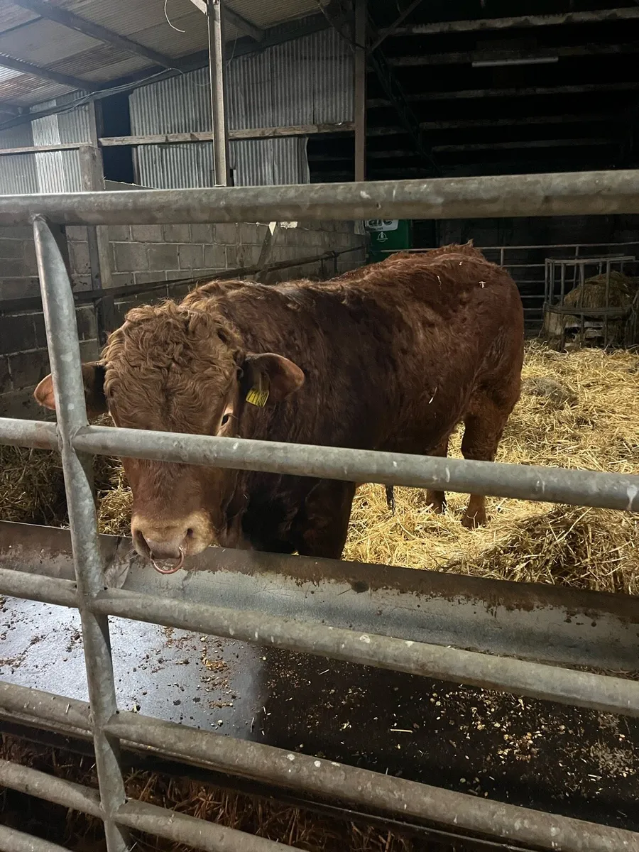 Pb limosine bull - Image 3