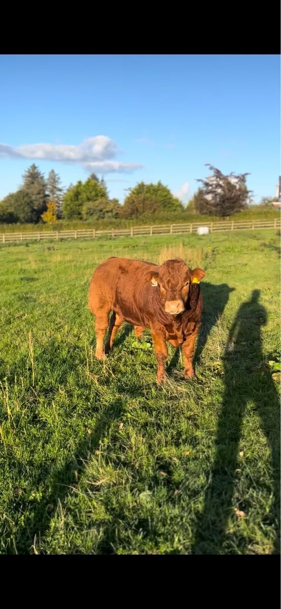 Pb limosine bull - Image 4