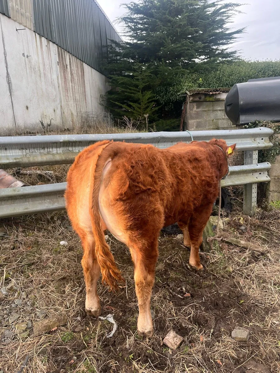 Pb limosine bull - Image 1