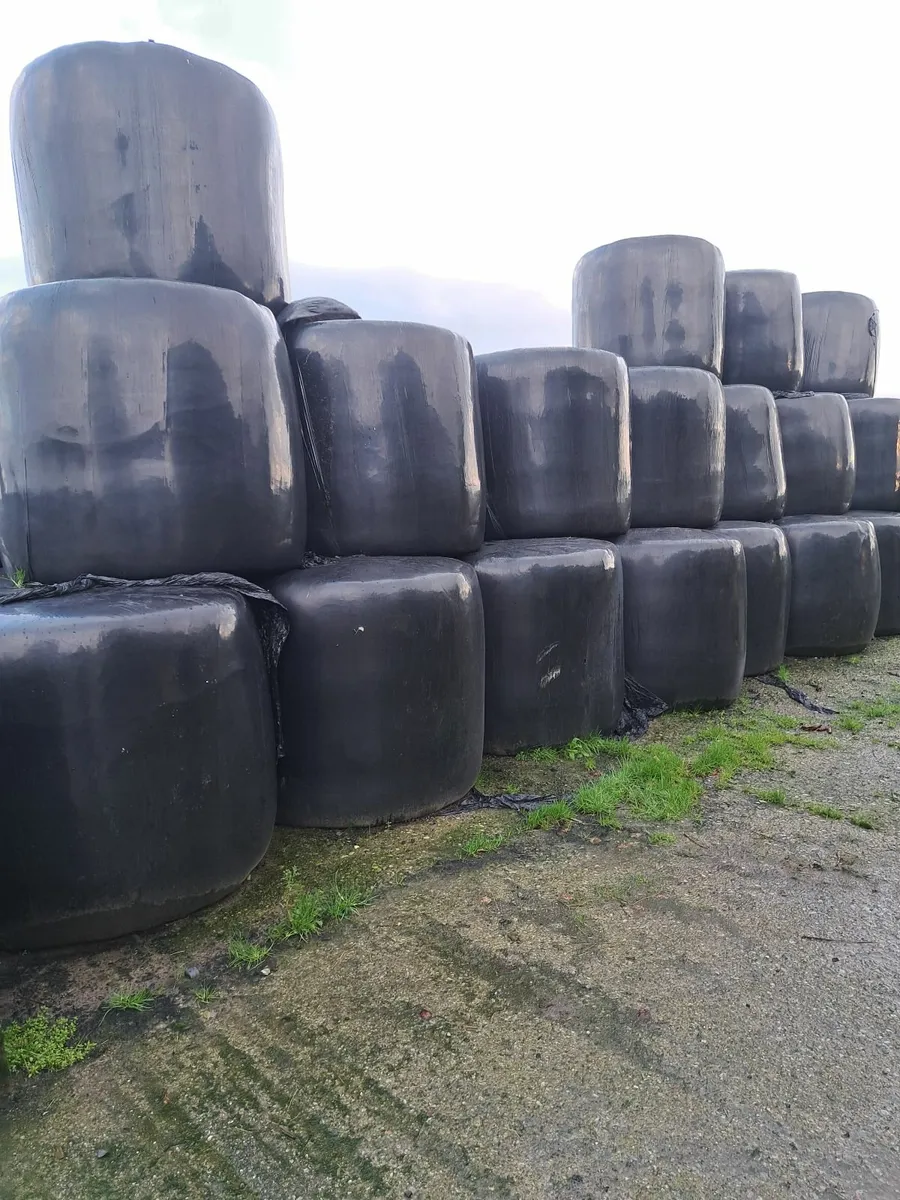 Haylage Silage  Hay for sale - Image 2
