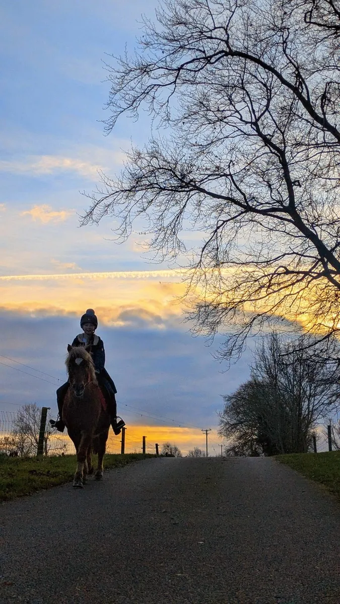 12.2hh gelding - Image 1