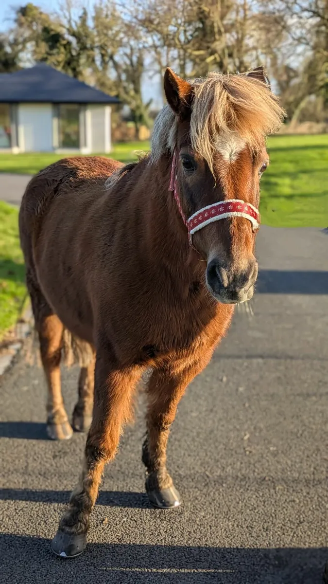 12.2hh gelding - Image 2