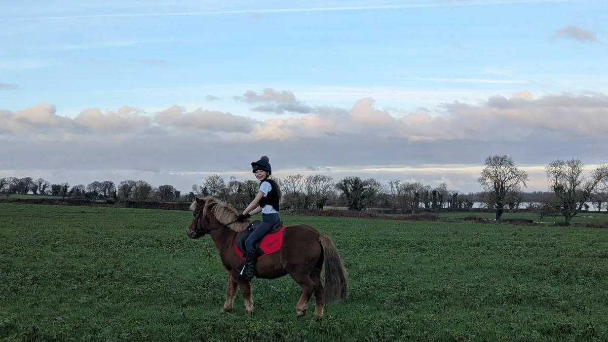 12.2hh gelding - Image 3