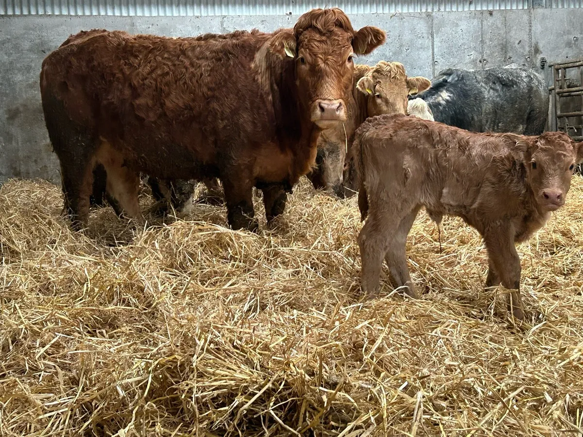 2 smashing freshly calved heifers - Image 1