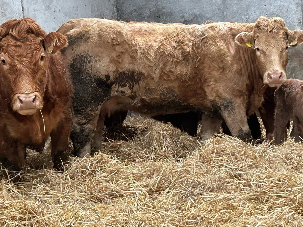 2 smashing freshly calved heifers - Image 2
