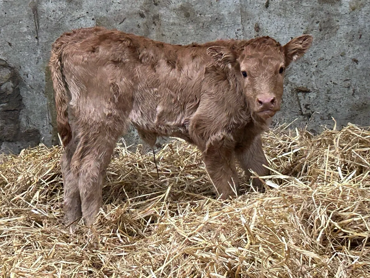 2 smashing freshly calved heifers - Image 4