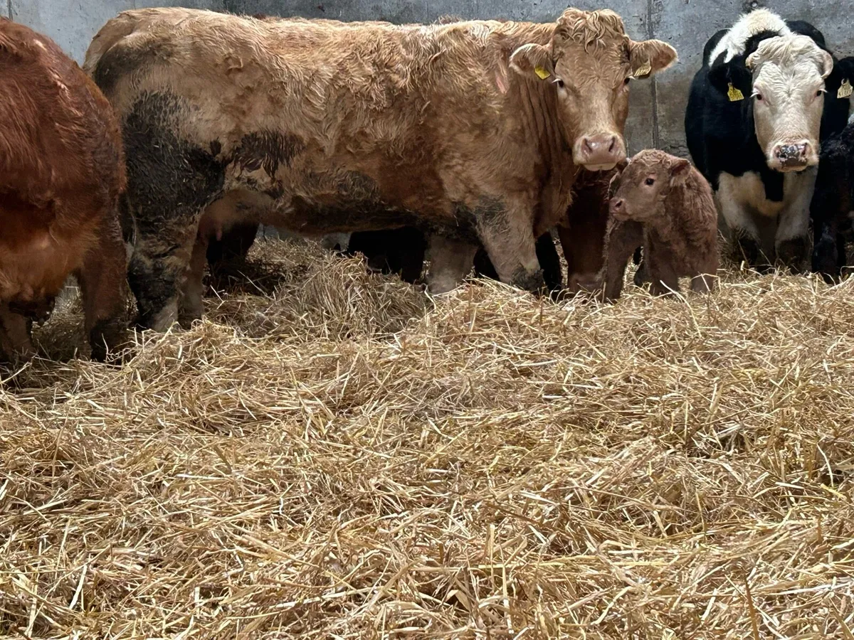 2 smashing freshly calved heifers - Image 3
