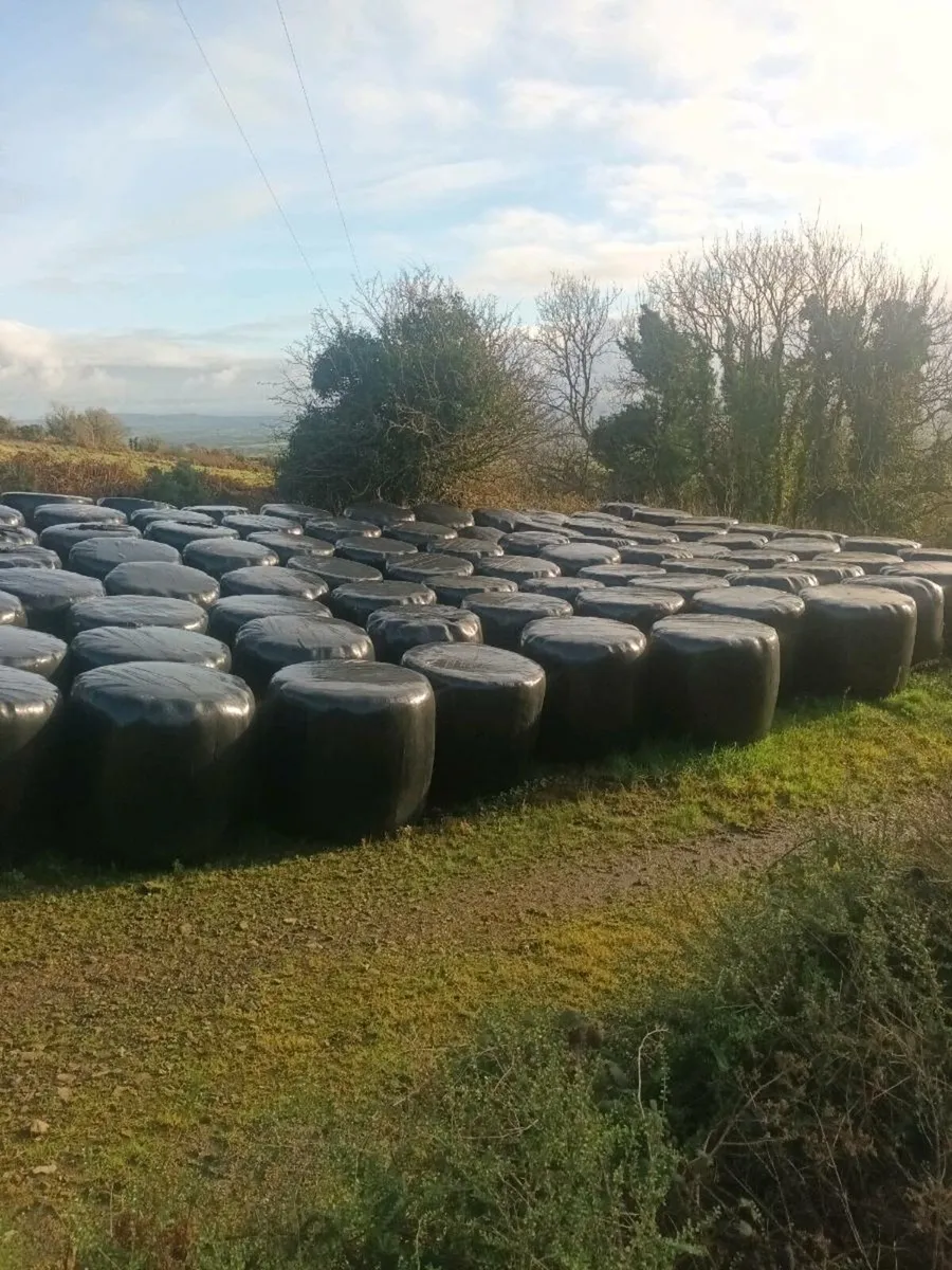 Silage bales - Image 1