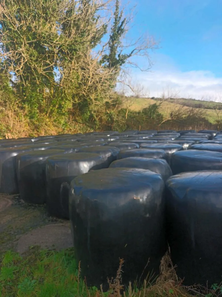 Silage bales - Image 3