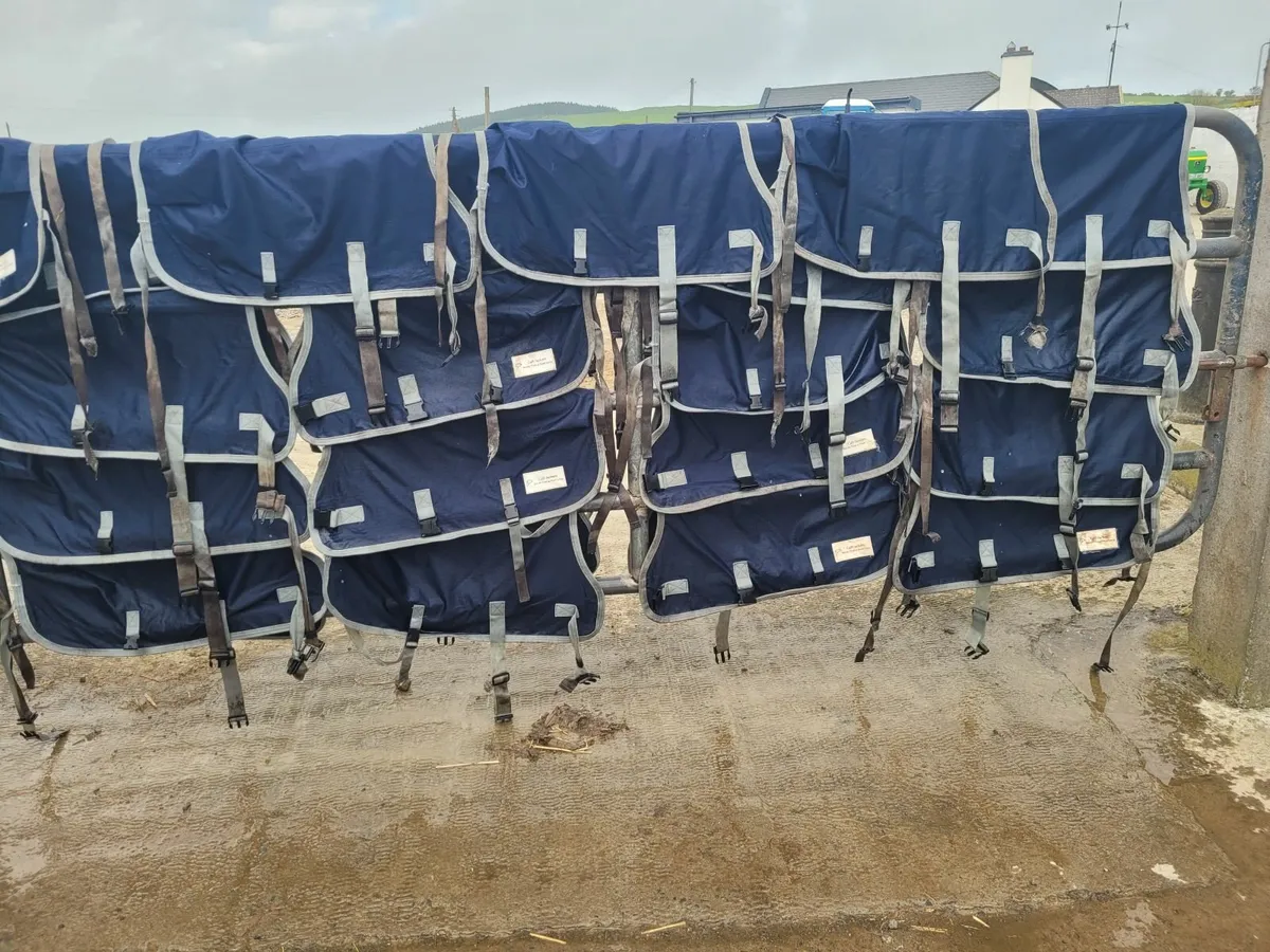 Calf Jackets - Image 2