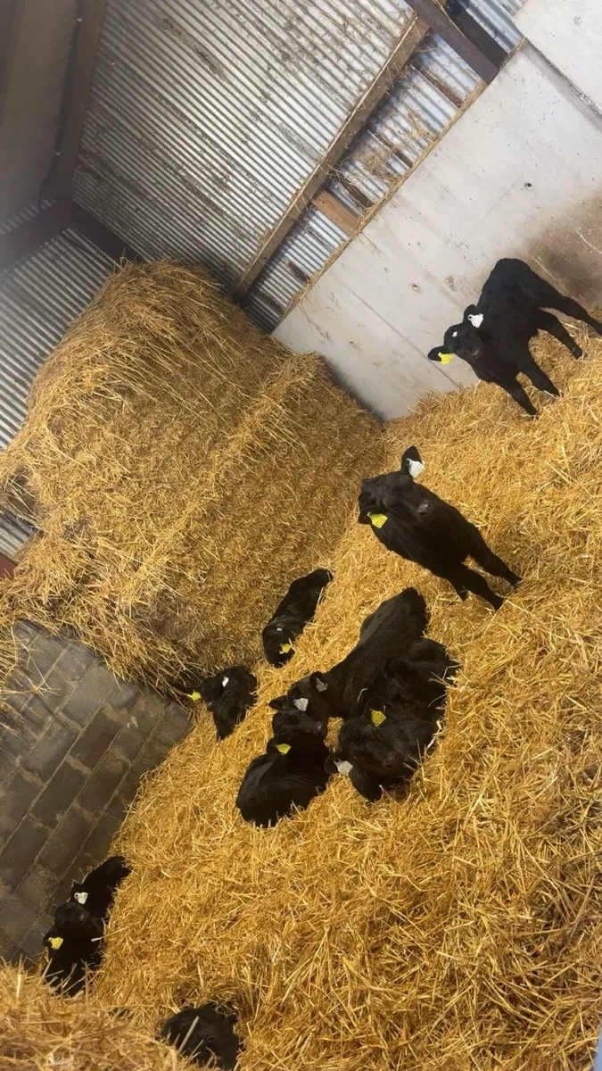 Angus calves - Image 1