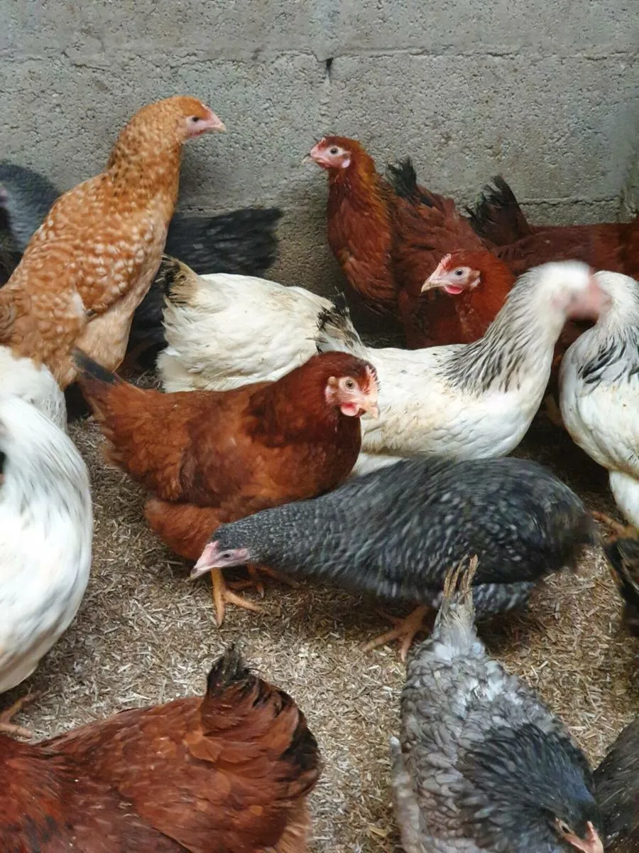 Hens/pullets at point of lay.  Kildare everyday - Image 1